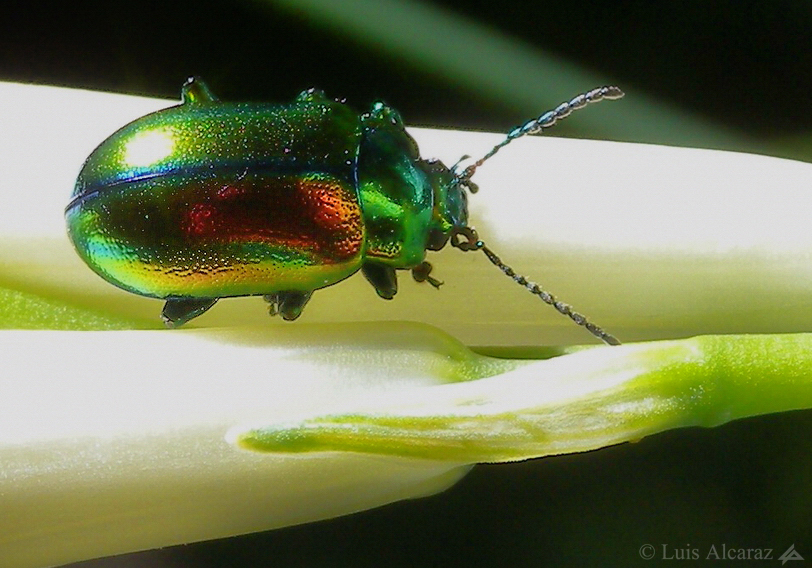 http://www.luis-alcaraz.es/files/gimgs/13_-luis-alcaraz----naturaleza-y-macro11.jpg